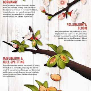 From Tree To Table: Lifecycle Of Organic Almonds