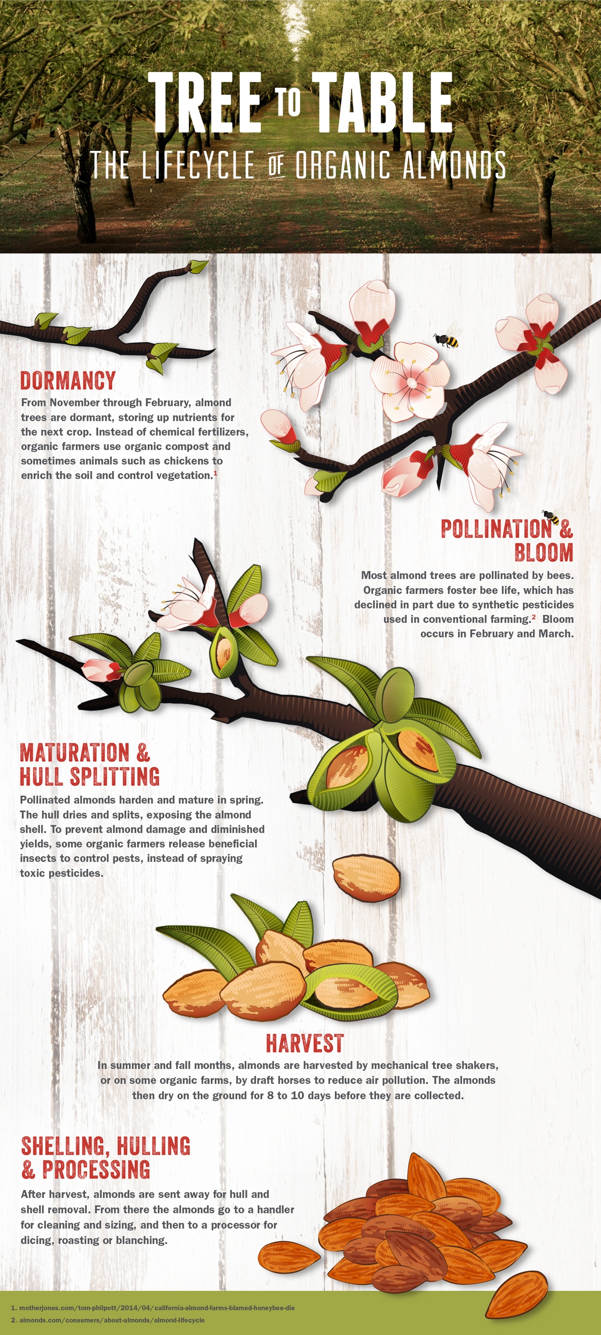 From Tree To Table: Lifecycle Of Organic Almonds | Best Food Infographics