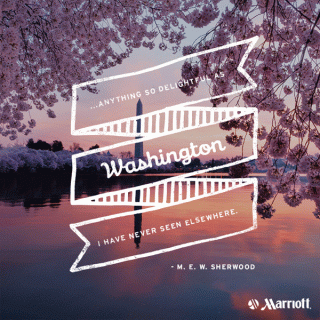 Washington DC Cherry Blossom Festival Illustrated Quotes