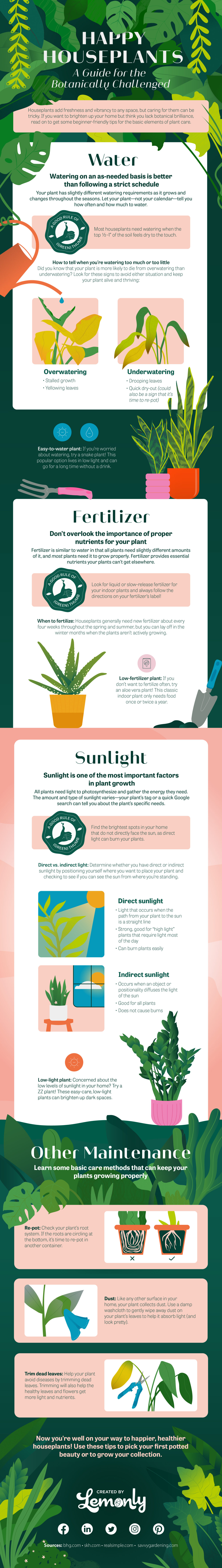 Illustrated infographic featuring tips about growing healthy houseplants