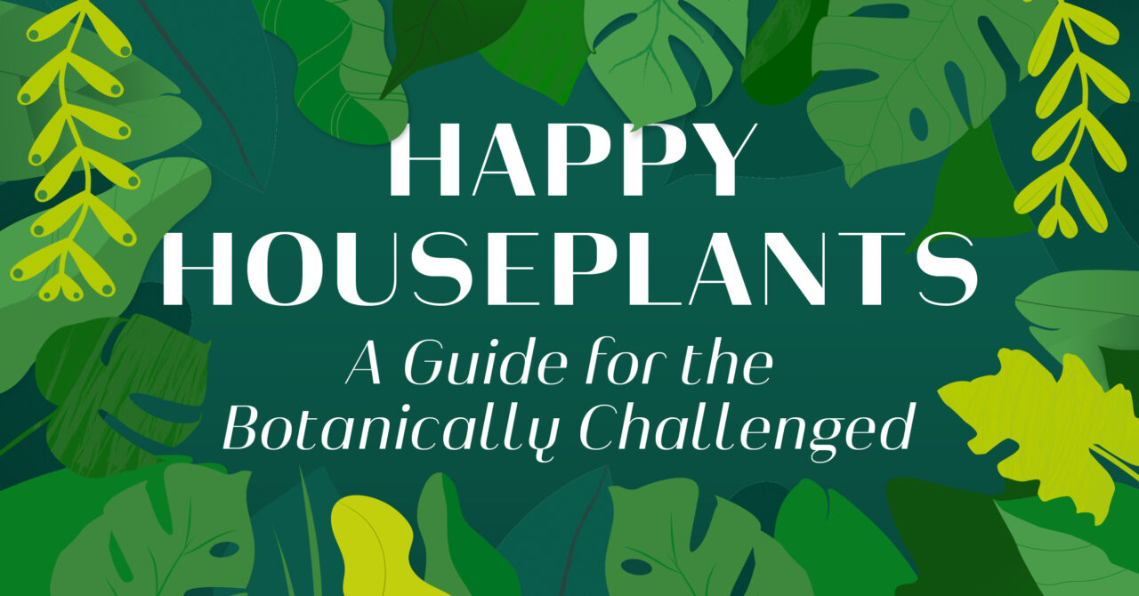 Preview of infographic about taking care of houseplants