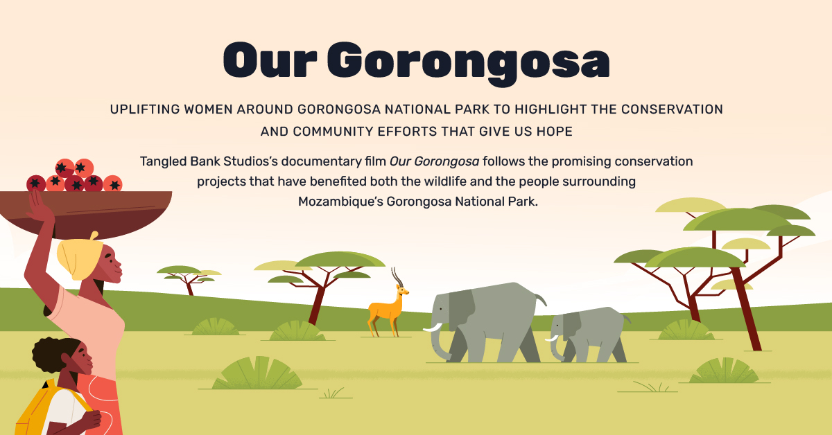 Preview image for Our Gorongosa infographic by Lemonly for Tangled Bank Studios