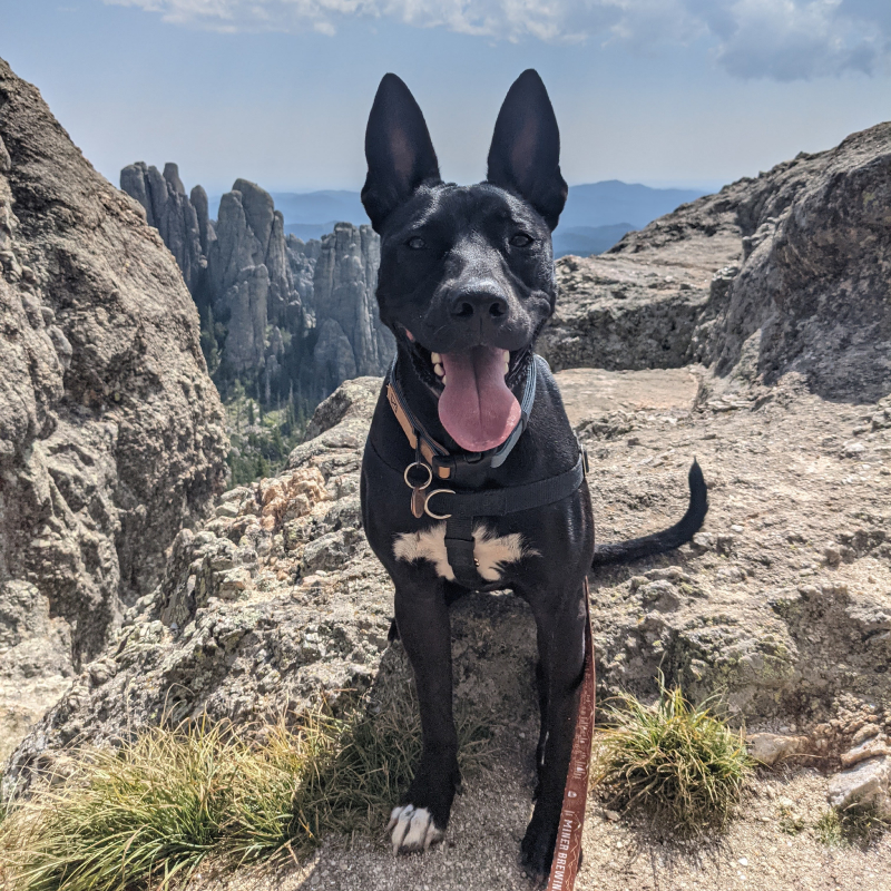 Cortney's dog, Lola, smiling in the Black Hills